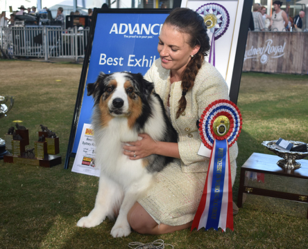 ADVANCE™Sydney Royal Dog Show: Best in Show