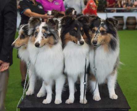 ADVANCE™ Sydney Royal Dog Show Breed Stall Day