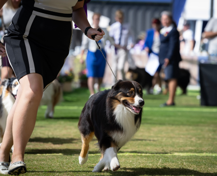 ADVANCE™ Sydney Royal Dog Show Handler