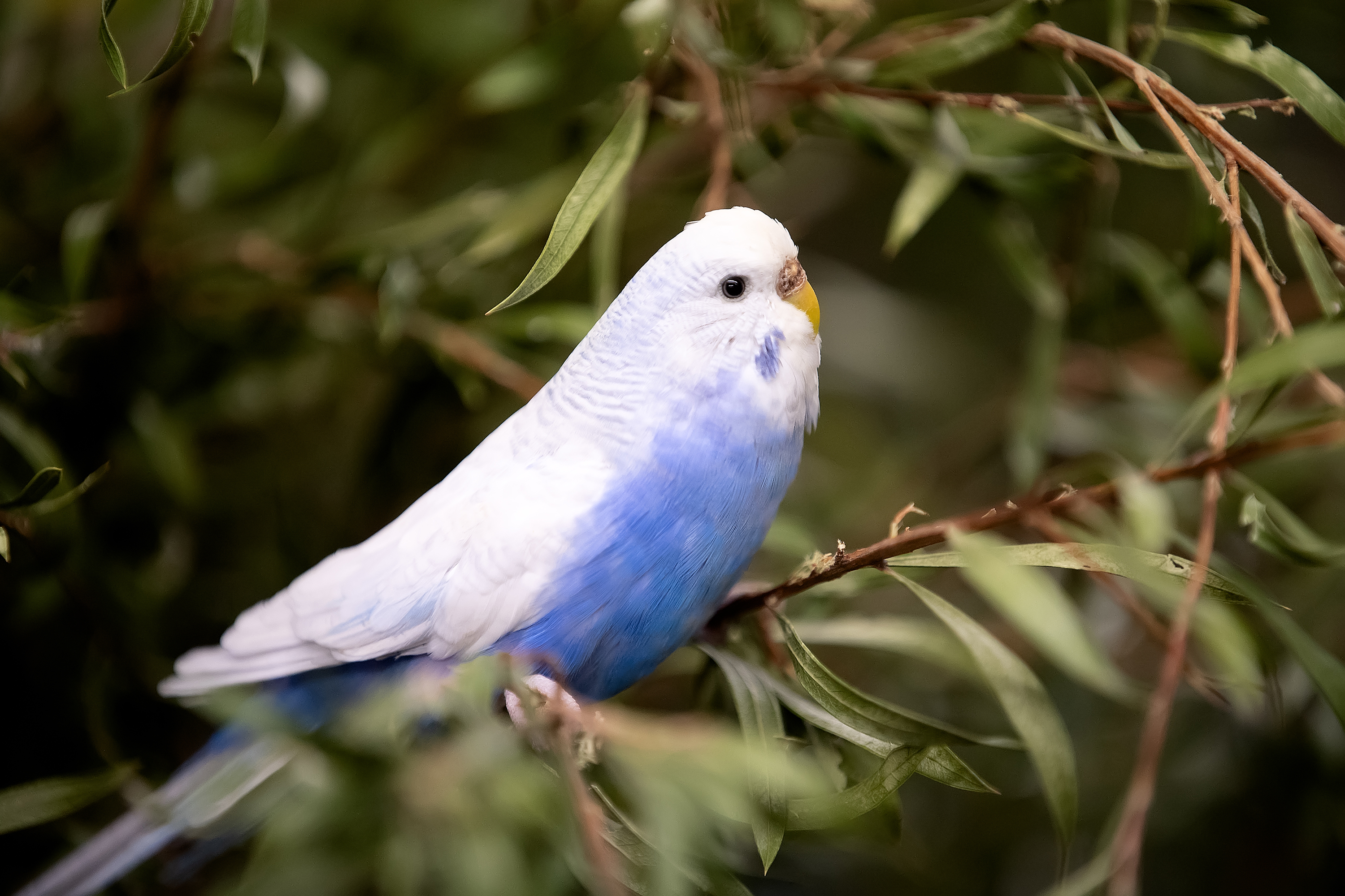 Sydney Royal Aviary Bird Show