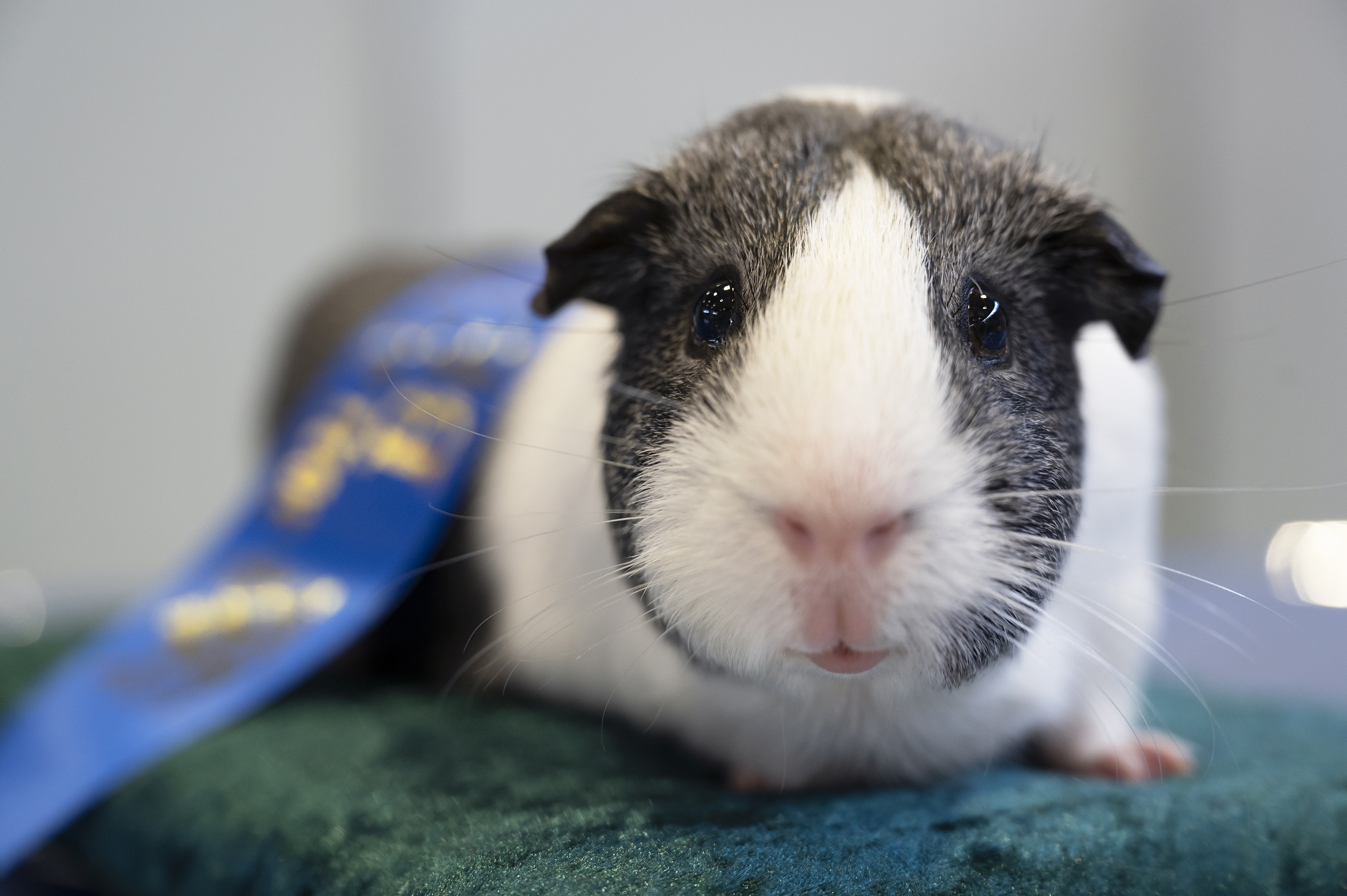 Sydney Royal Cavy Show